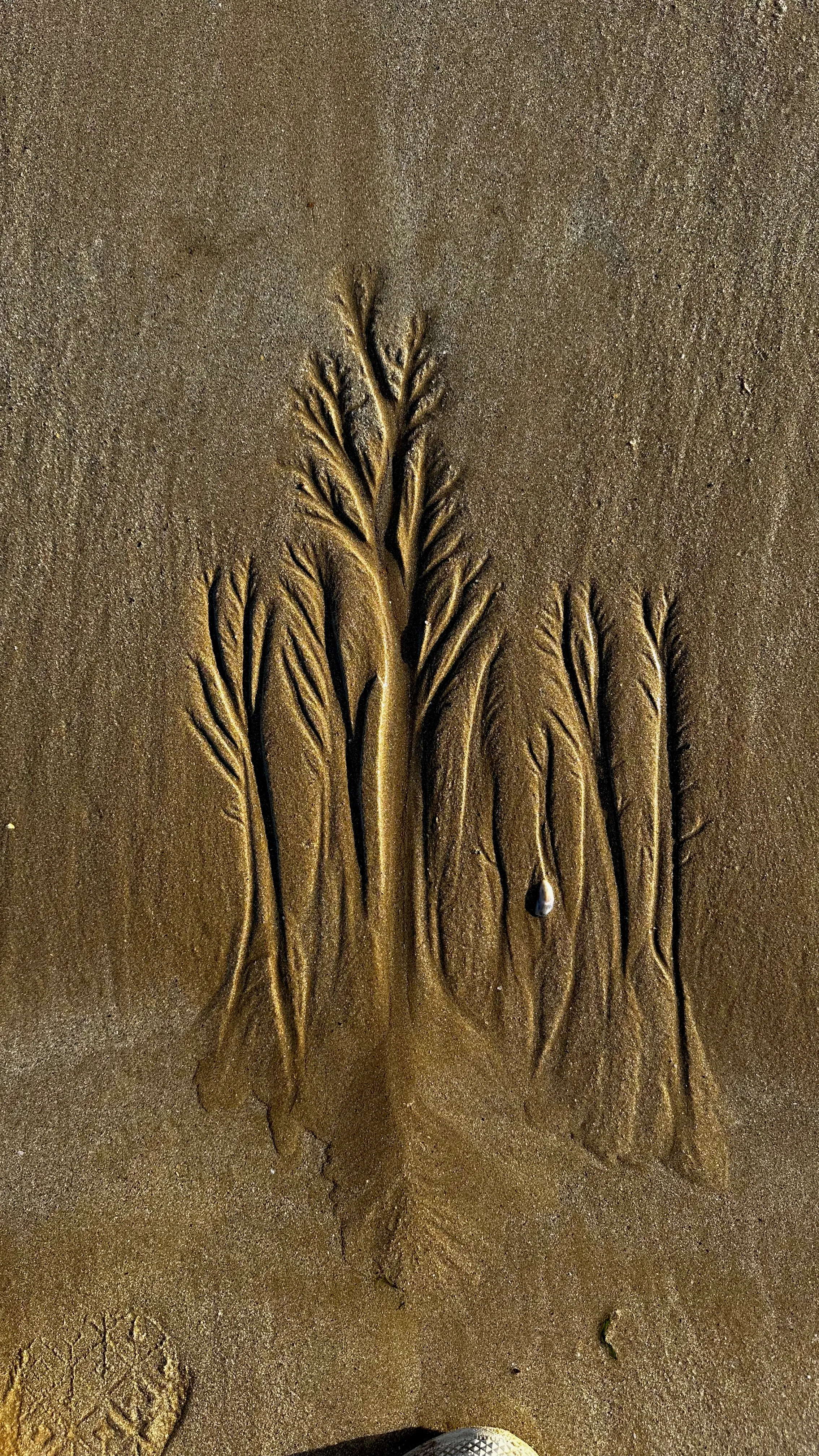 Natural tree-like patterns drawn by the tide in the beach sand